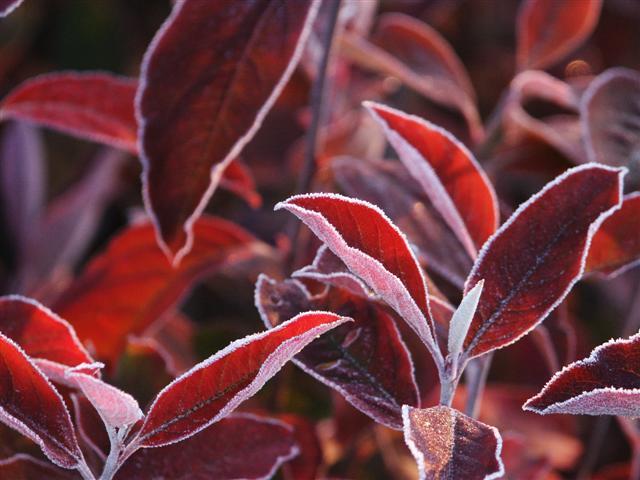 Red Chokeberry leaves